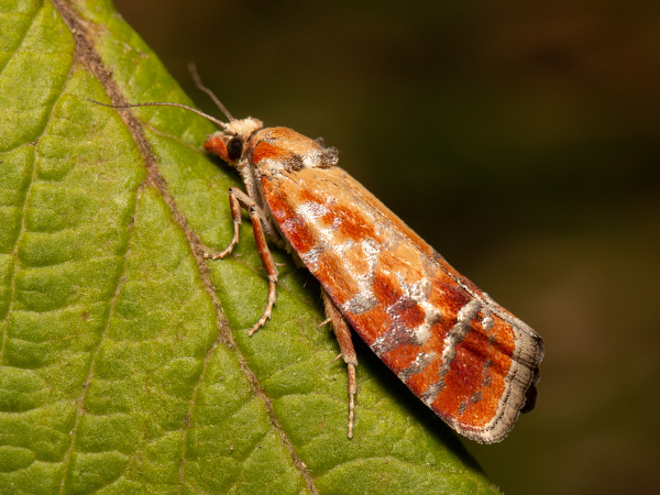 European Pine Shoot Moth