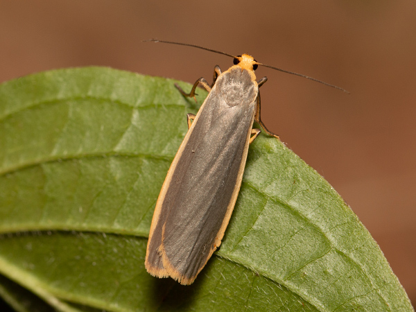 Lišajníkovec siný