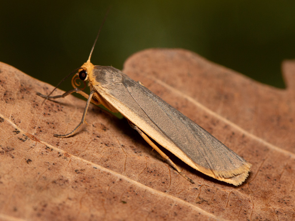 Lišejníkovec obecný