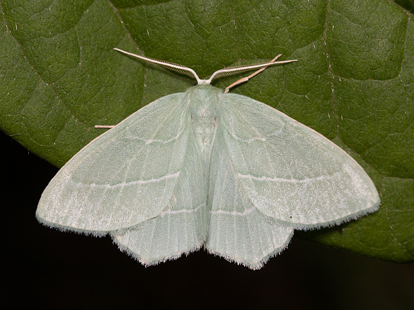 Waldreben-Grünspanner