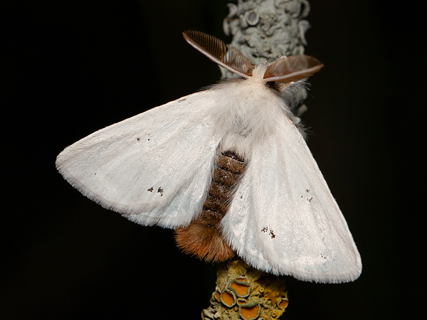 Mníška zlatorítka