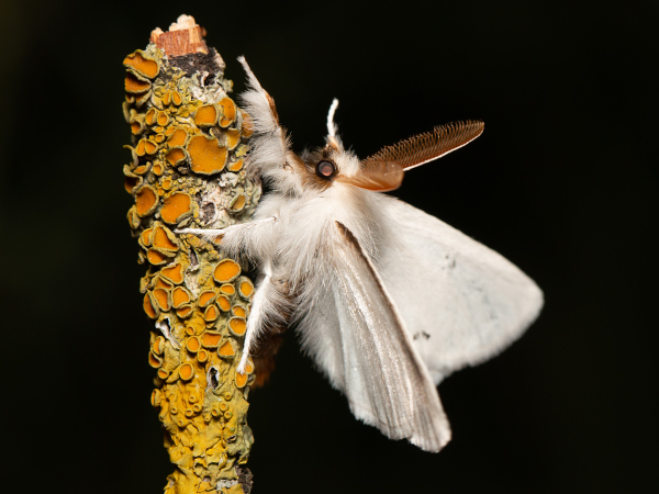 Mníška zlatorítka