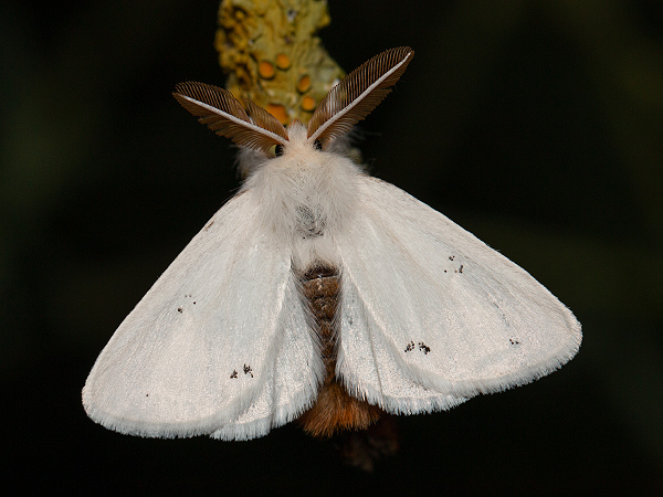 Mníška zlatorítka