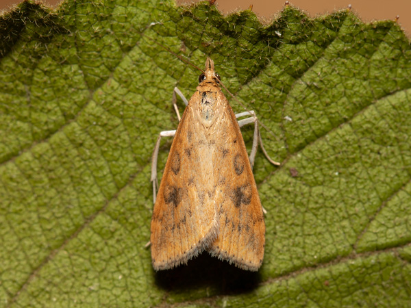 Vijačka karbincová