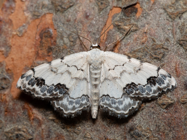 Middle Lace Border