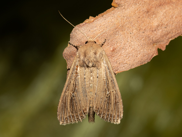 Rákosnice orobincová