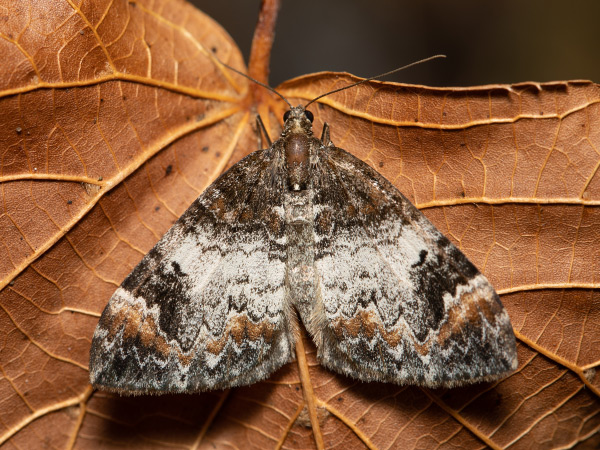Common Marbled Carpet