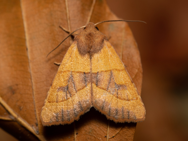 Zlatokřídlec jasanový