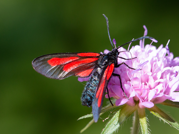 Platterbsen-Widderchen