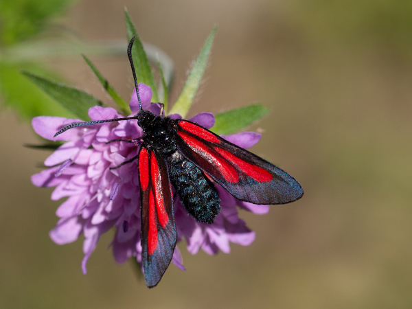 Platterbsen-Widderchen