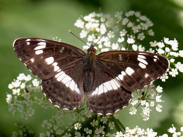 White Admiral