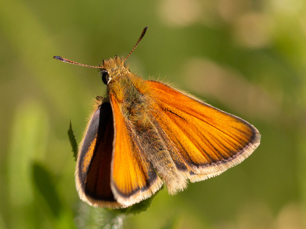 Soumračník čárečkovaný