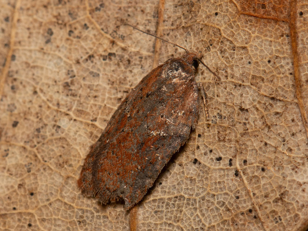 Obaľovač azalkový