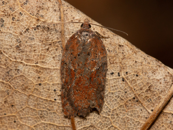 Obaľovač azalkový