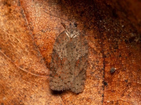 Obaľovač azalkový