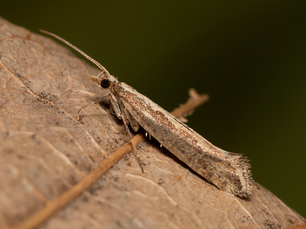 Zápředníček polní