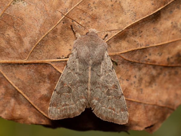 Pappelhain-Frühlingseule