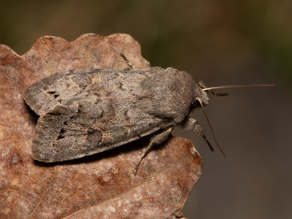 Pappelhain-Frühlingseule