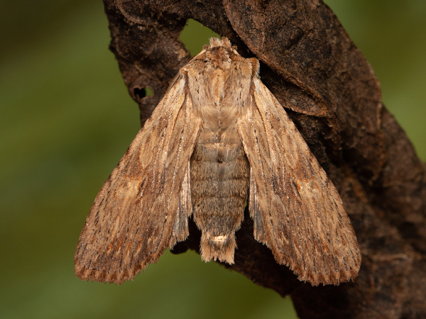 Pale Pinion