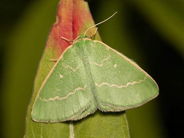 Piadivka smaragdová