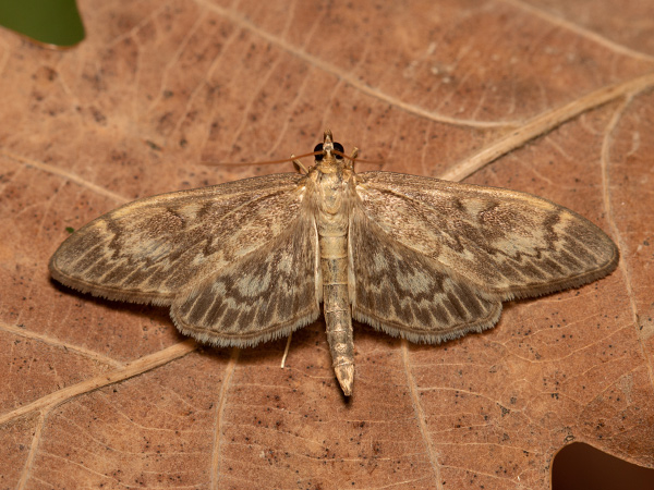 Long-winged Pearl