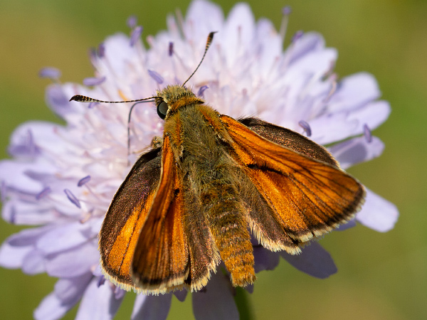 Súmračník metlicový