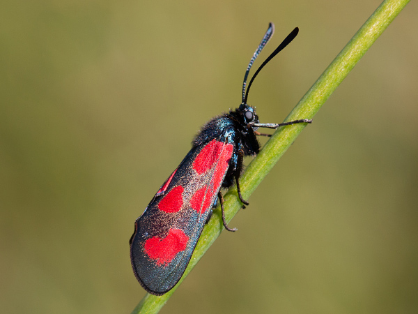Vretienka kozincová