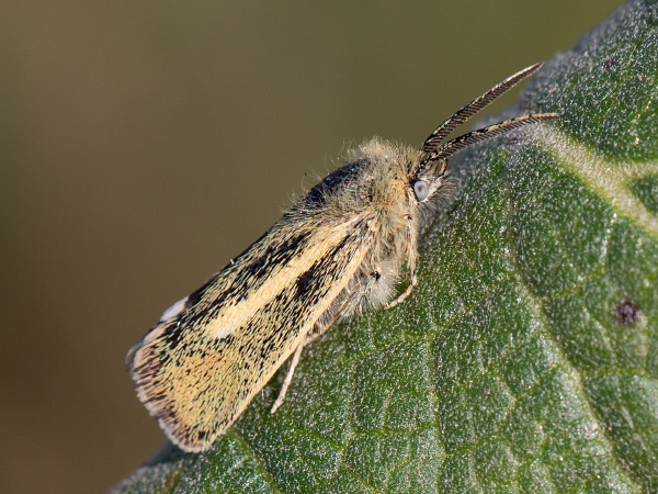 Stepníček príveskatý