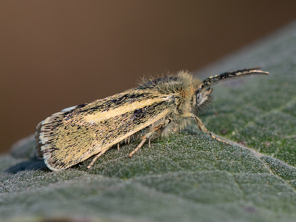 Stepníček príveskatý