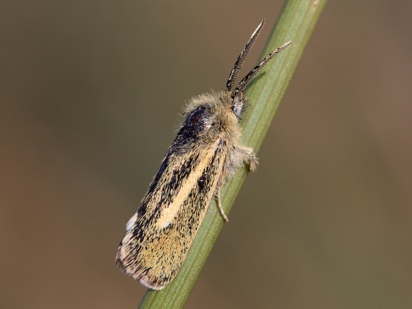 Stepníček príveskatý