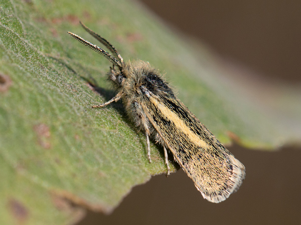 Stepníček príveskatý