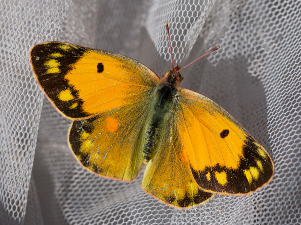 Žltáčik vičencový