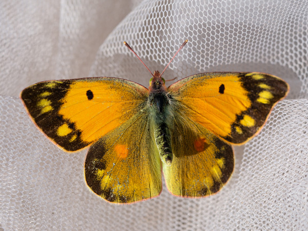 Žltáčik vičencový