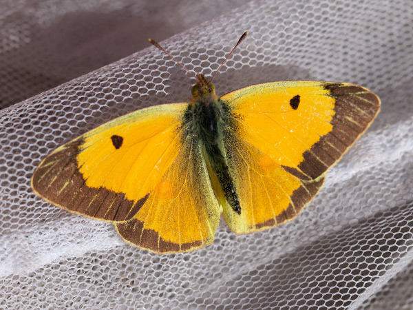 Žltáčik vičencový