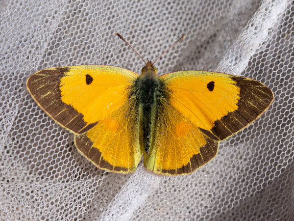 Žltáčik vičencový