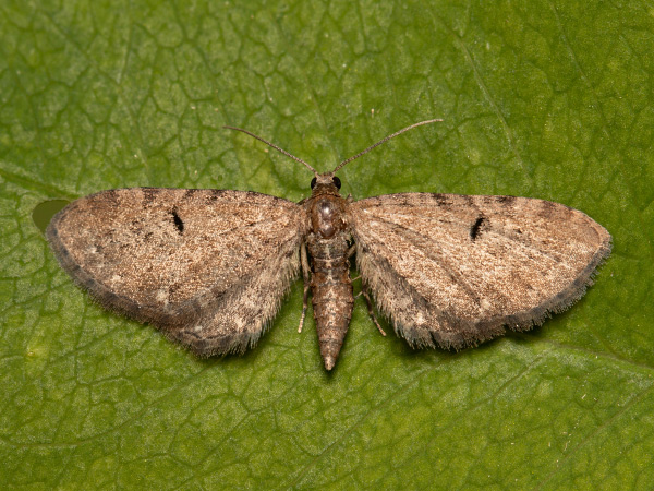 Kvetnatka chmeľová