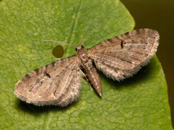 Kvetnatka chmeľová