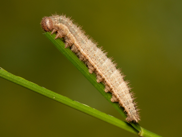 Ringlet