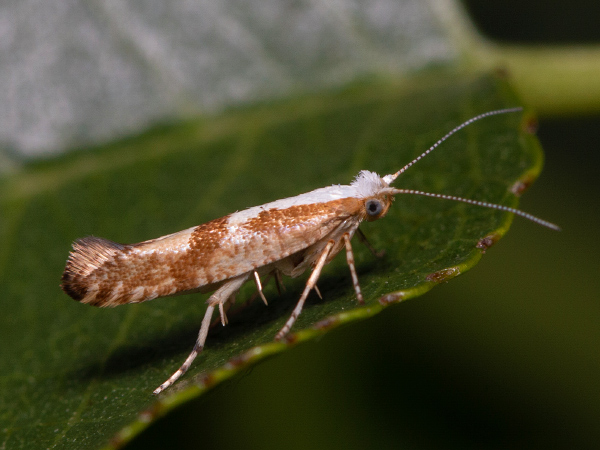 Cherry Fruit Moth
