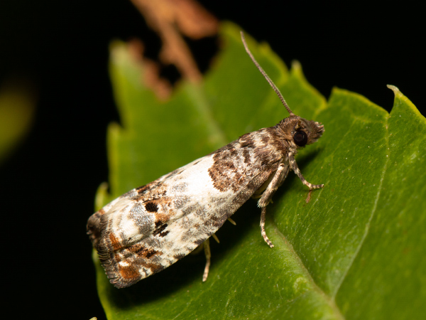 Obaľovač podlesný