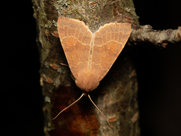Pale-lemon Sallow