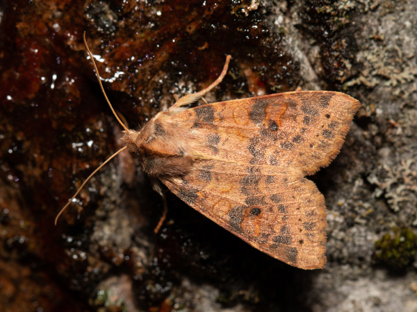 Pale-lemon Sallow