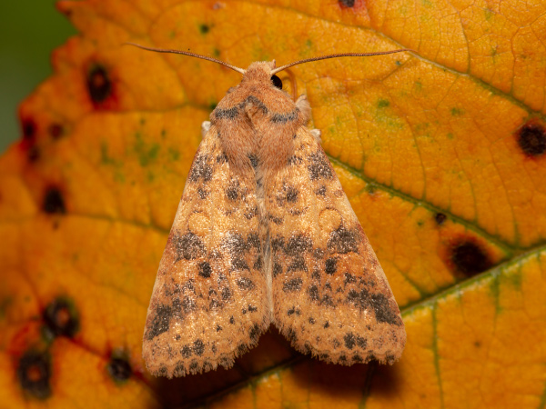 Dusky-lemon Sallow