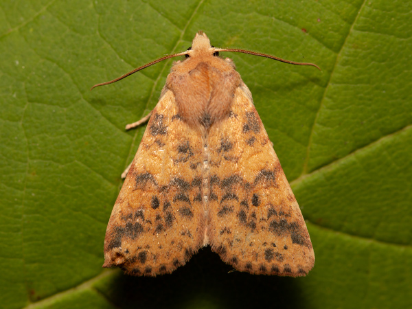 Dusky-lemon Sallow