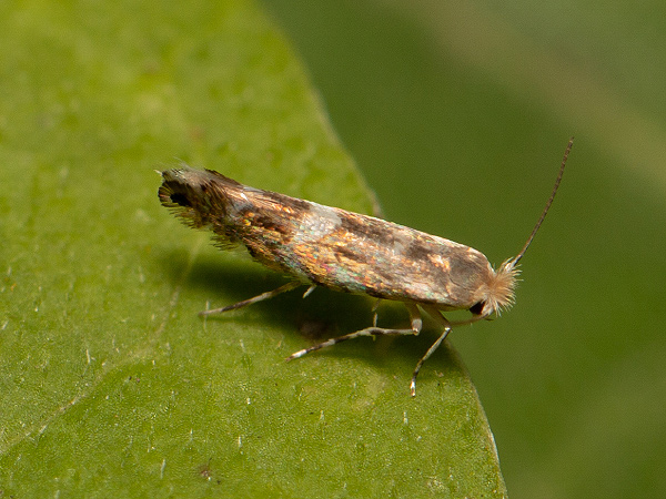 Ploskáčik agátový