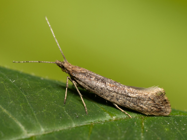 Zápředníček polní