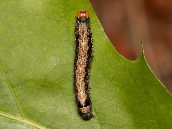 Jarnice černoskvrnná