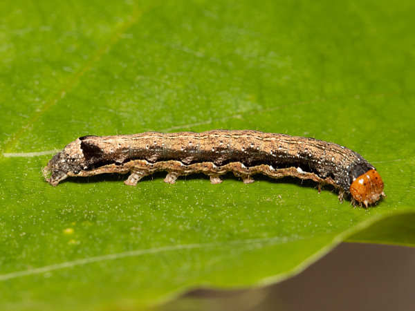 Jarnice černoskvrnná