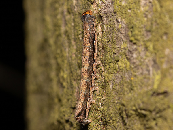 Jarnice černoskvrnná