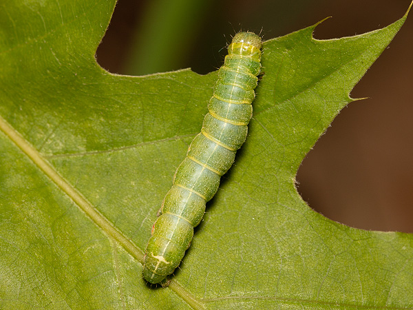 Hřbetozubec hnědý